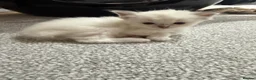 Ragdoll cats for sale: 2 stunning ragdoll kittens and 2 ragdoll x bengal  - Advert 10