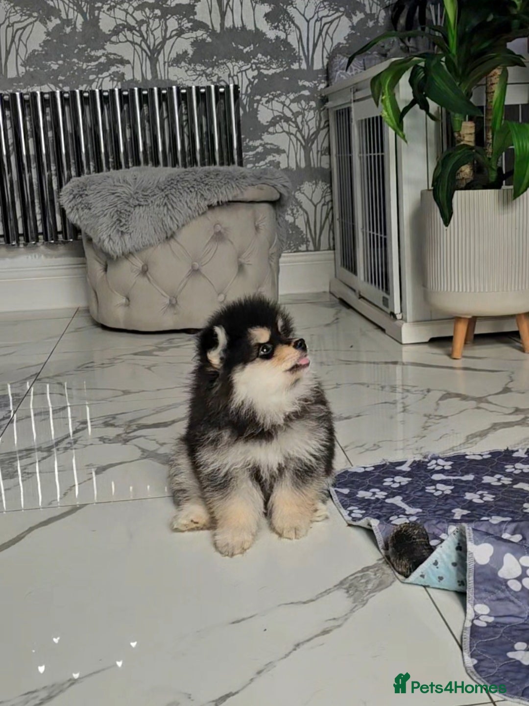 Pomsky dogs for sale: Pomsky puppies very small toy size F3  - Image 13