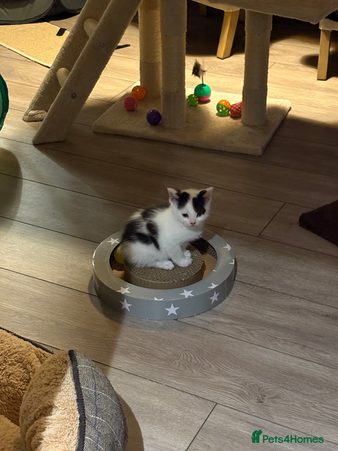 British Shorthair cats for sale: Male and Female kittens  - Image 4