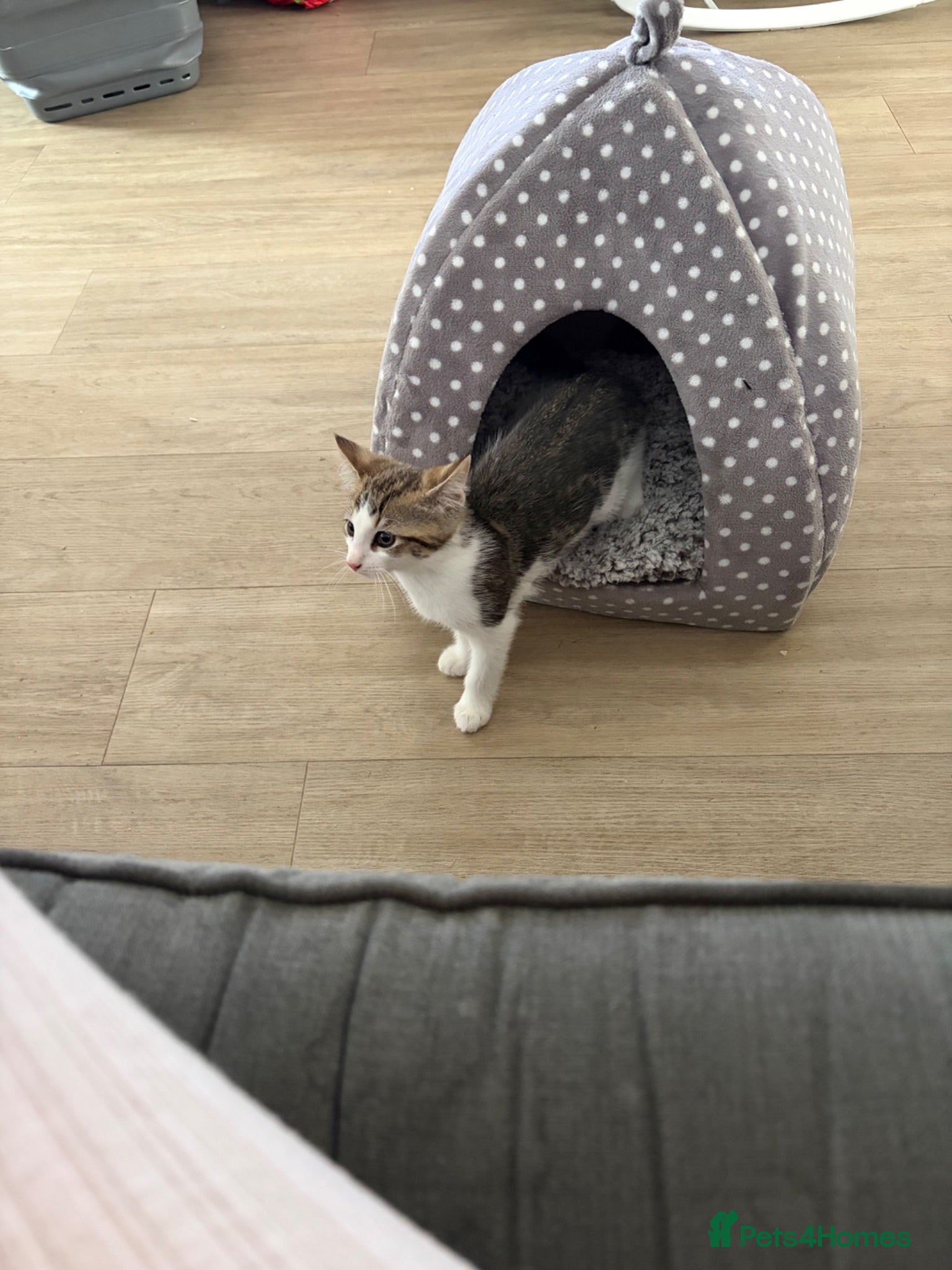Mixed Breed cats Two kittens for sale - Advert 6