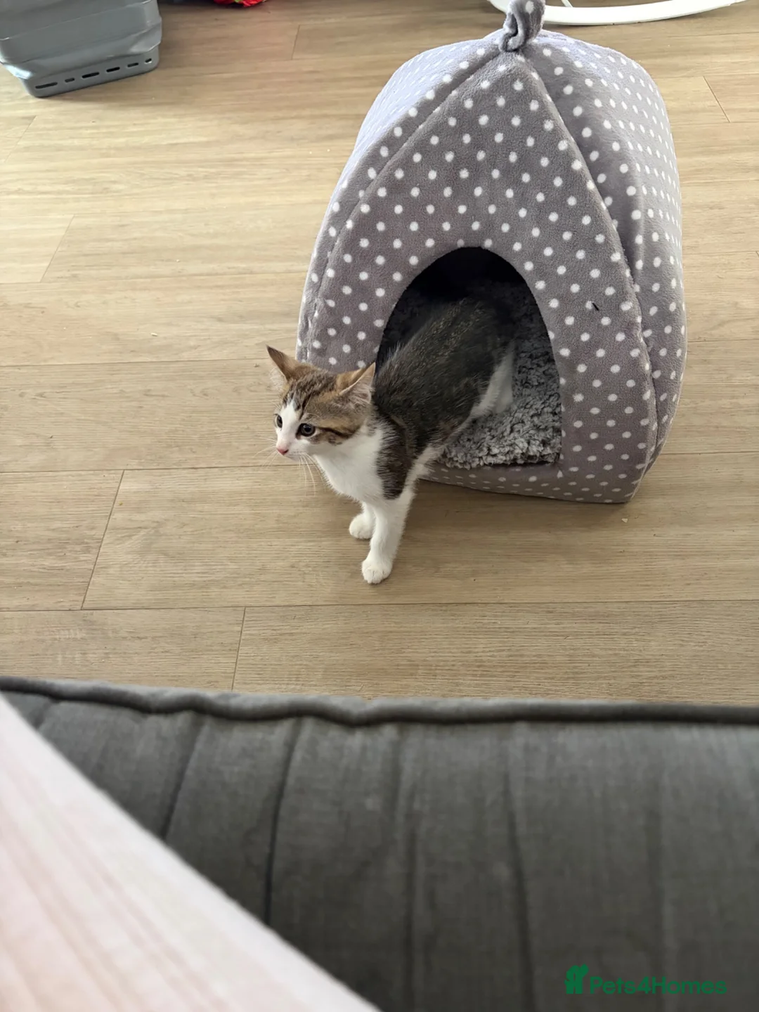 Mixed Breed cats for sale: Two kittens for sale in Kettering - Advert 1
