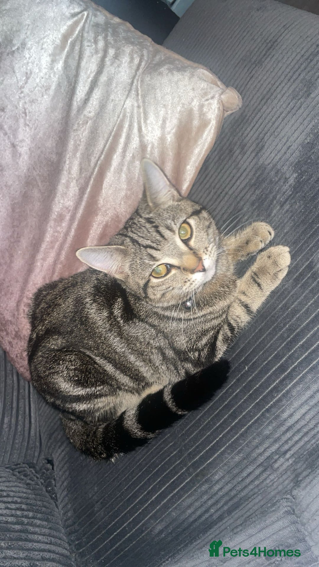 Mixed Breed cats for sale: Bengal x short hair kitten  - Image 2