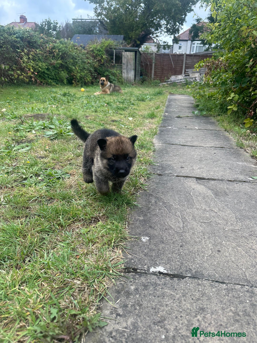 German Shepherd dogs for sale: Puppies looking for new home - Image 2