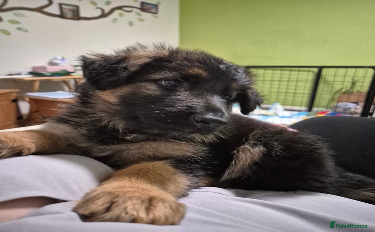 German Shepherd dogs - Advert 11