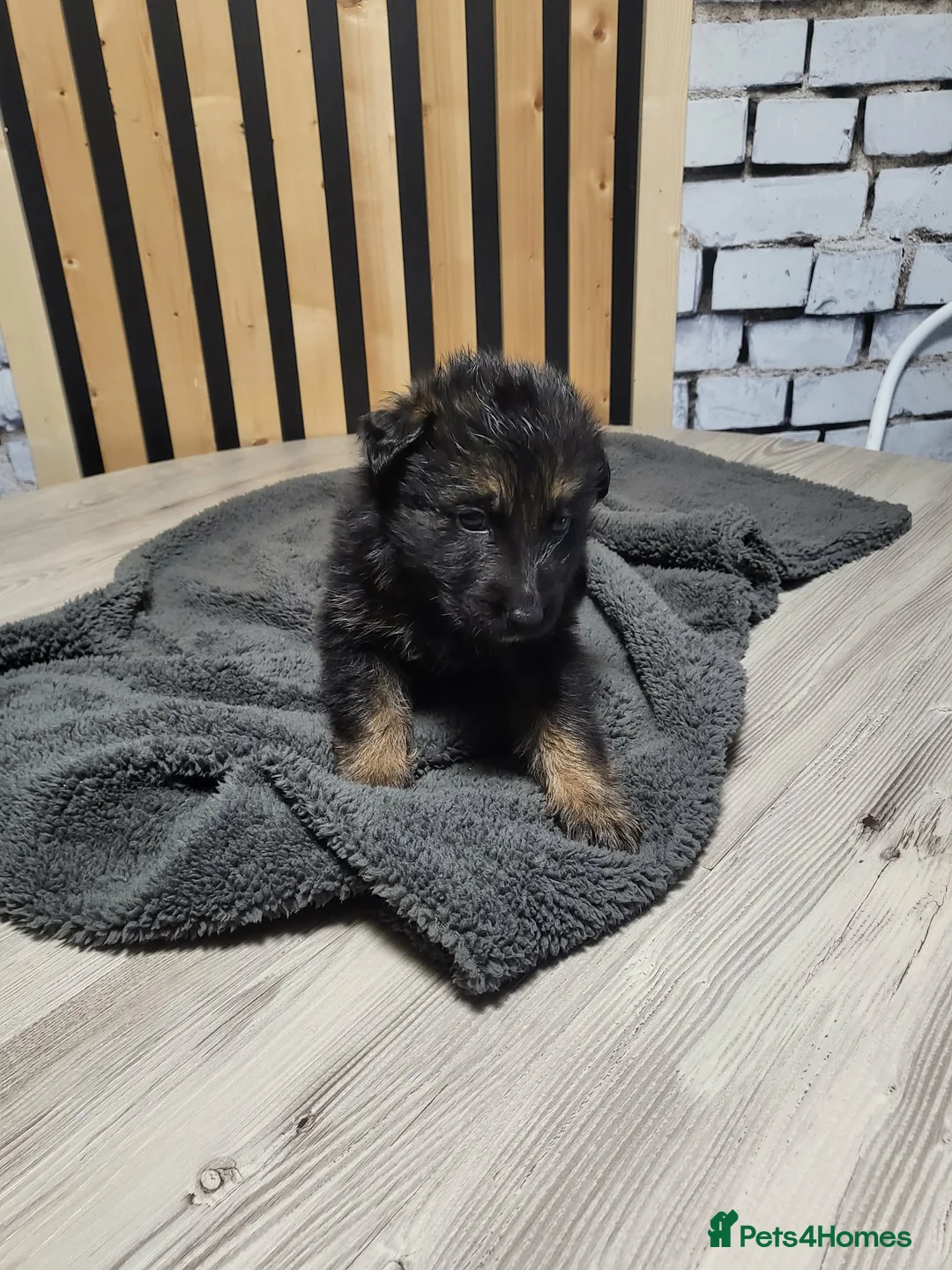 German Shepherd dogs for sale: German Shepherd/Alsatian puppies - Advert 27