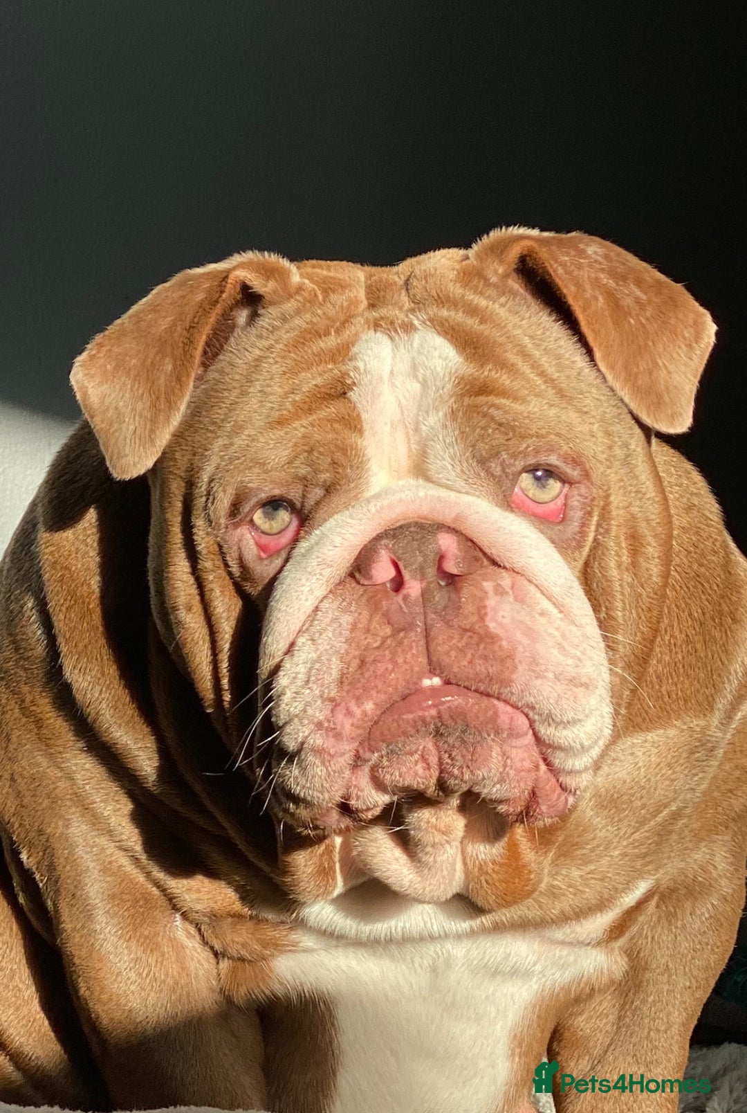 English Bulldog dogs for sale: For new home  - Image 2