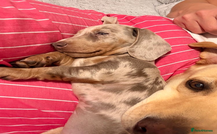 Miniature Dachshund dogs - Advert 5