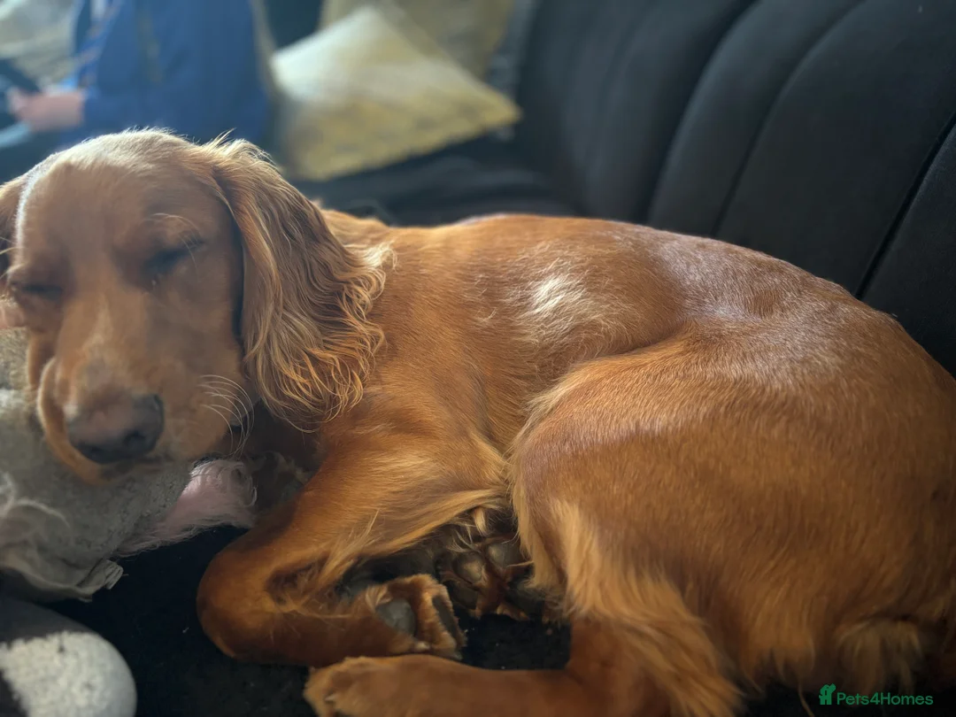 Cocker Spaniel dogs for sale: Juke  - Advert 5