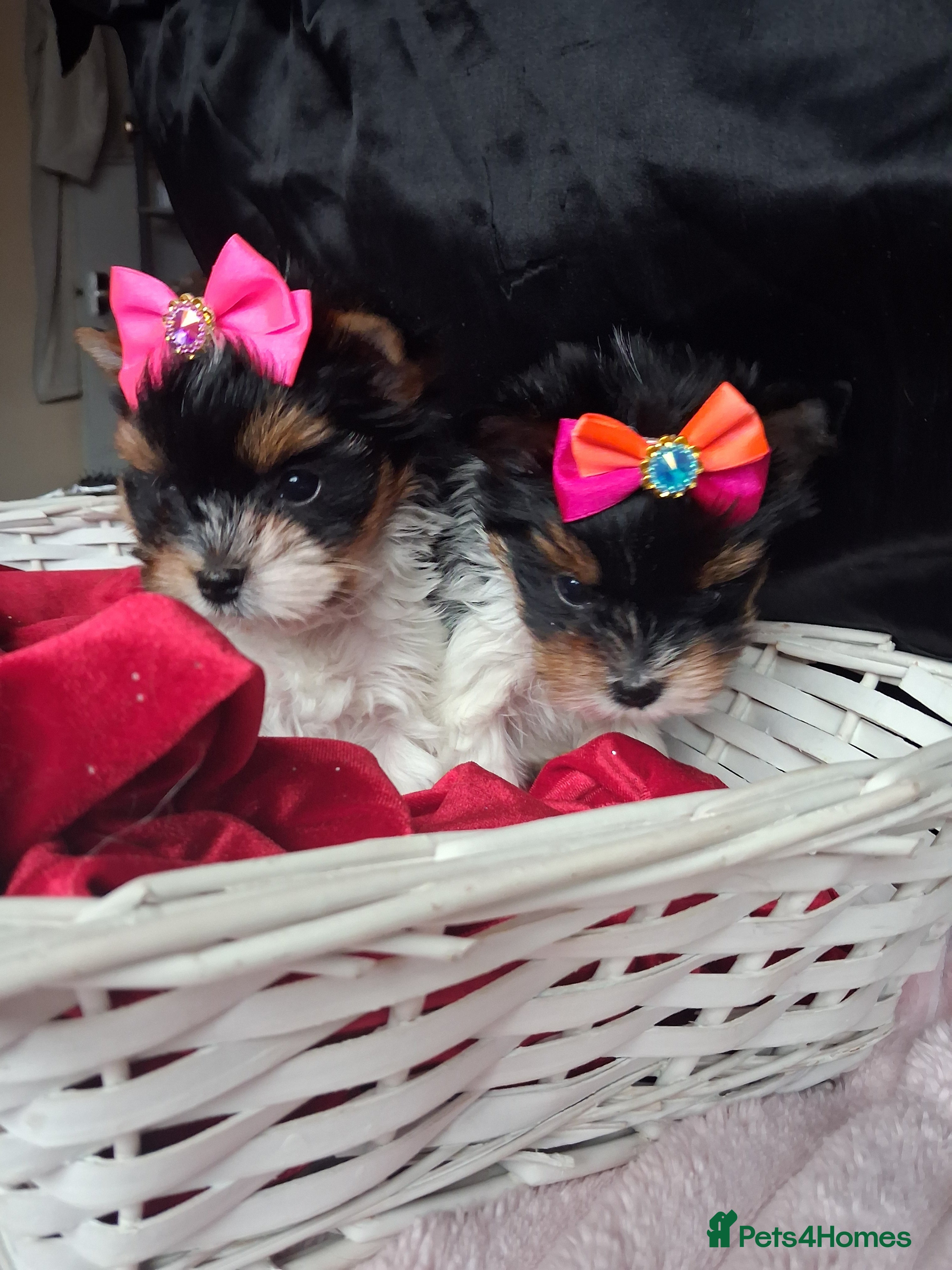 Biewer Terrier dogs Beautiful 2 mini girls - Advert 4