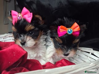 Biewer Terrier dogs Beautiful 2 mini girls - Advert 4