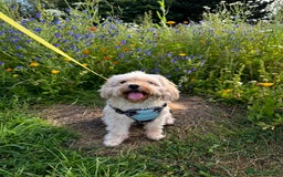 Cavapoo dogs for sale: Rehoming Adorable Cavapoo Girl - Image 7