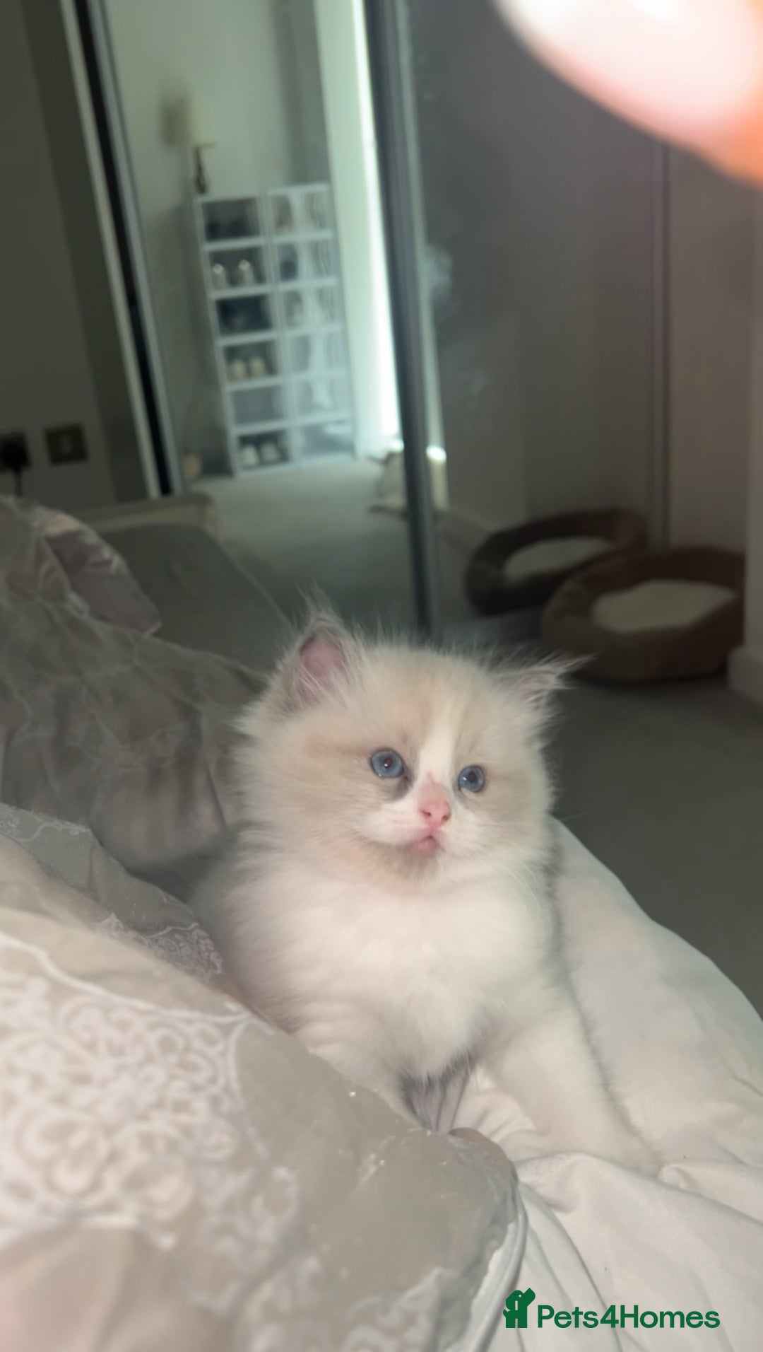 Ragdoll cats for sale: 😍 RARE BLUE LYNX POINT BICOLOR ENTIRE MALE 😍 - Image 14