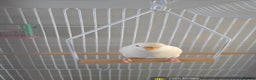 Budgerigars birds for sale: 1 male 2 female budgies  - Advert 3