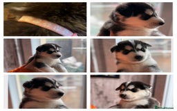 Siberian Husky dogs for sale: Siberian husky puppy’s for sale  - Image 15