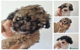 Maltipoo dogs for sale: Maltipoo's rare sable parti colours x4 - Image 1