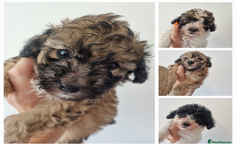 Maltipoo dogs - Advert 1