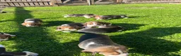 Beagle dogs for sale: Champion Bred Puppies (KC Reg) - Advert 11