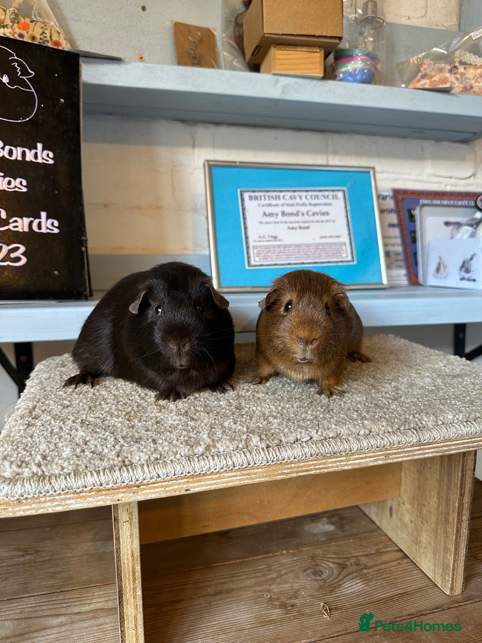 Guinea Pig rodents Bonded Pairs Of Baby Boars & Sows Lots Availabl - Advert 1