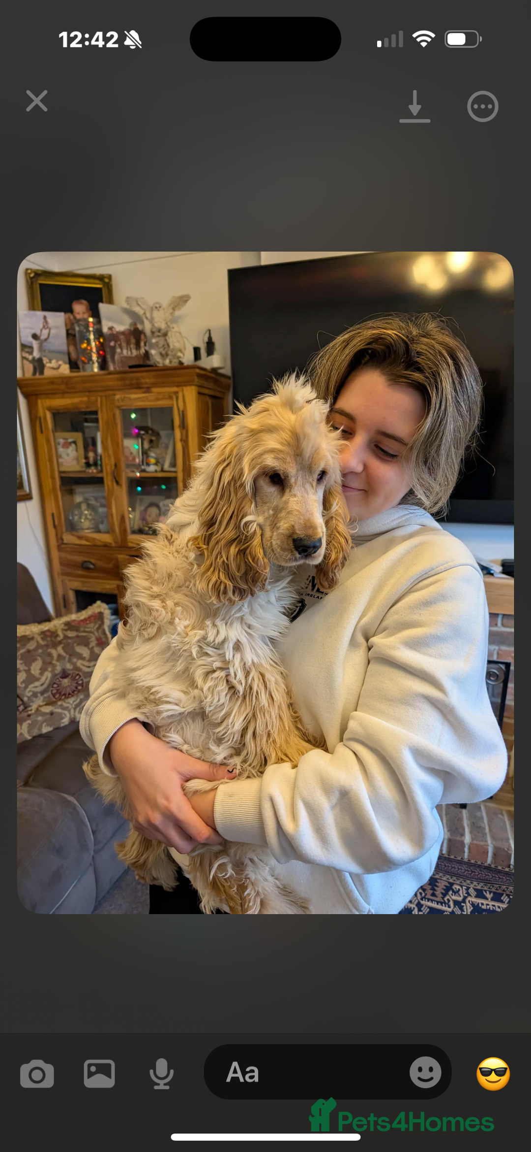 Cocker Spaniel dogs for sale: Show type cocker  - Image 4