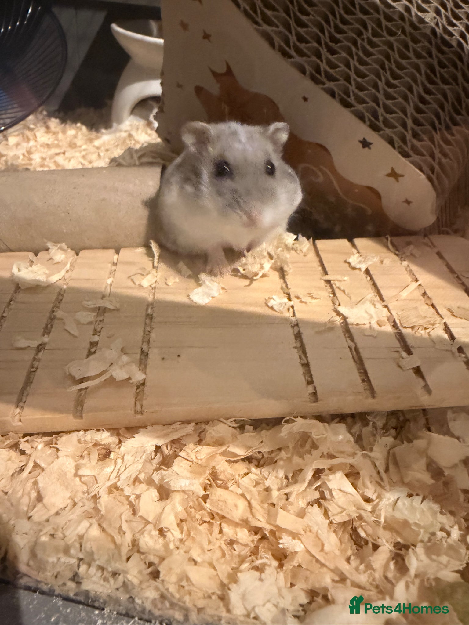 Hamster rodents for sale: Female Russian dwarf hamster  in Luton - Advert 1