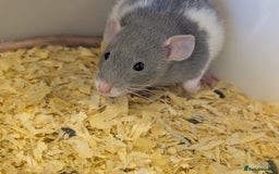 Rat rodents for sale: Fancy/rex rat - Image 3