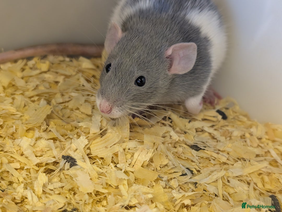 Rat rodents for sale: Fancy/rex rat - Image 3