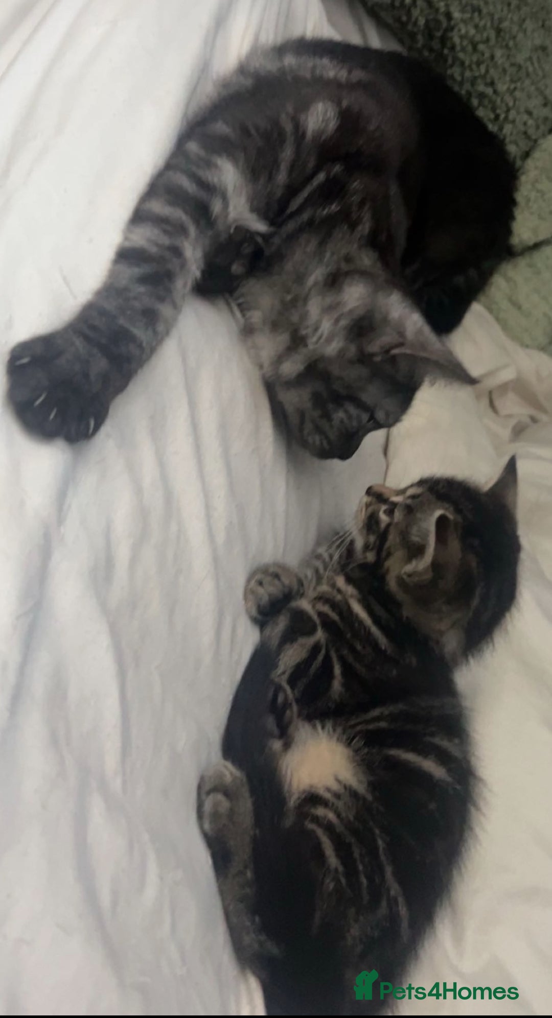 Mixed Breed cats for sale: Beautiful tabby kitten - Advert 1