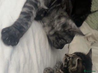 Mixed Breed cats Beautiful tabby kitten - Advert 1