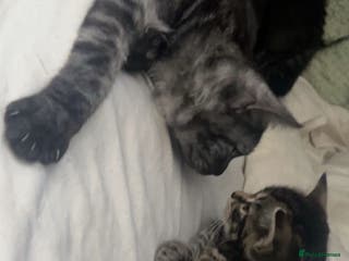 Mixed Breed cats Beautiful tabby kitten - Advert 16