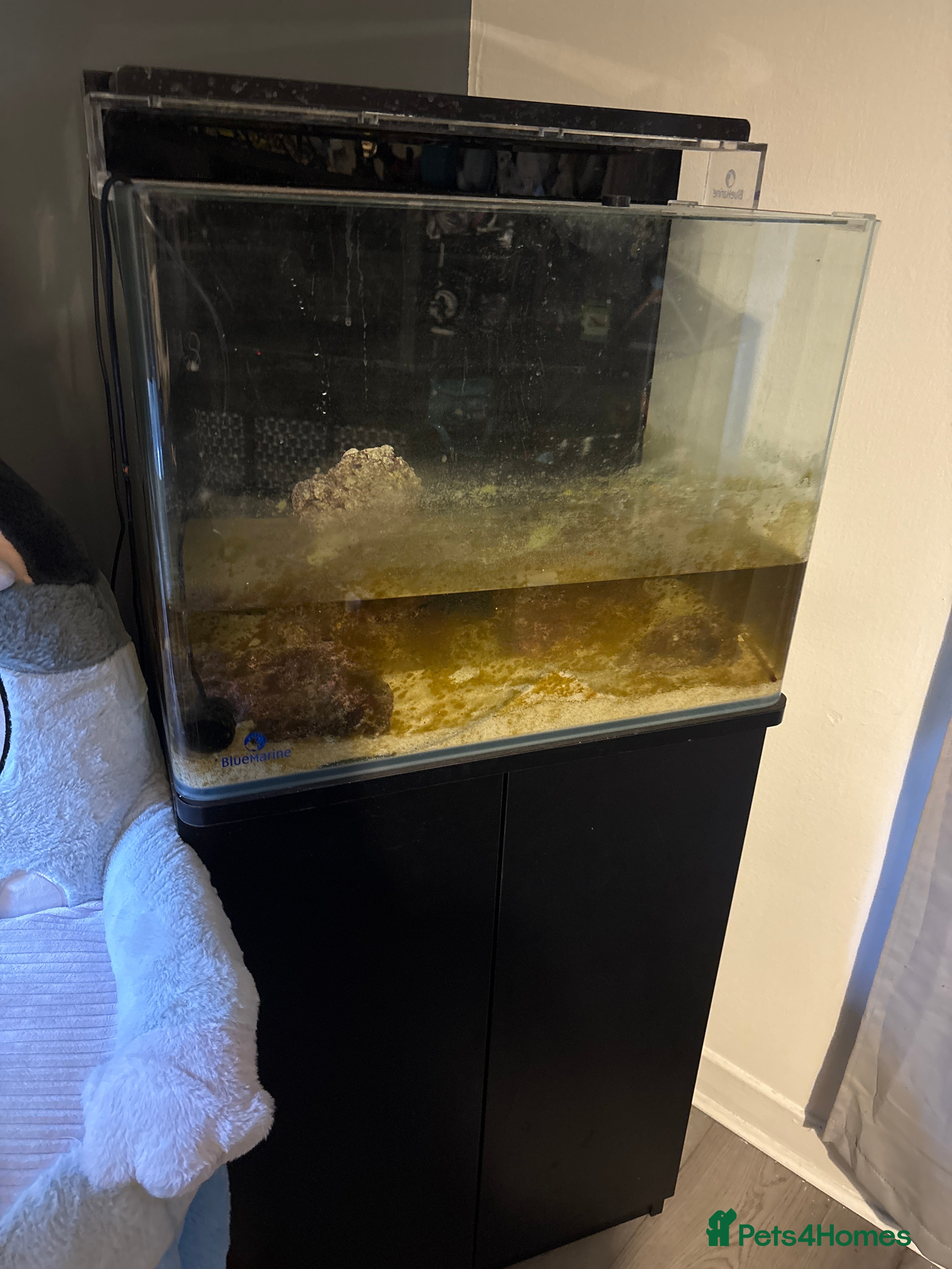 Tetras fish Marine 120ltr tank - Advert 1