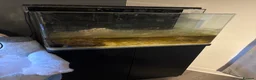 Tetras fish for sale: Marine 120ltr tank - Advert 1