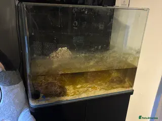 Tetras fish Marine 120ltr tank - Advert 1