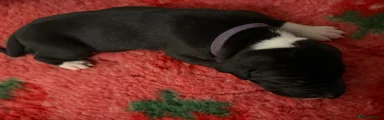 Great Dane Puppy 1