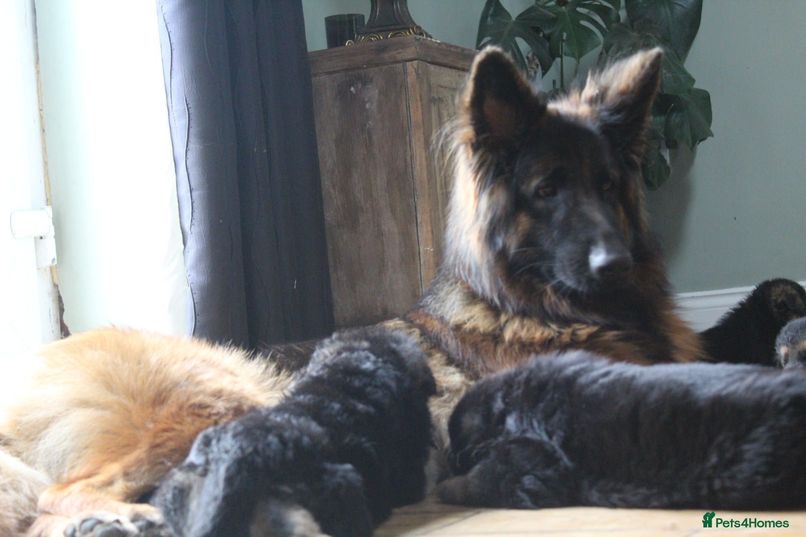 German Shepherd dogs Outstanding KC Registered German Shepherd Puppies - Advert 12