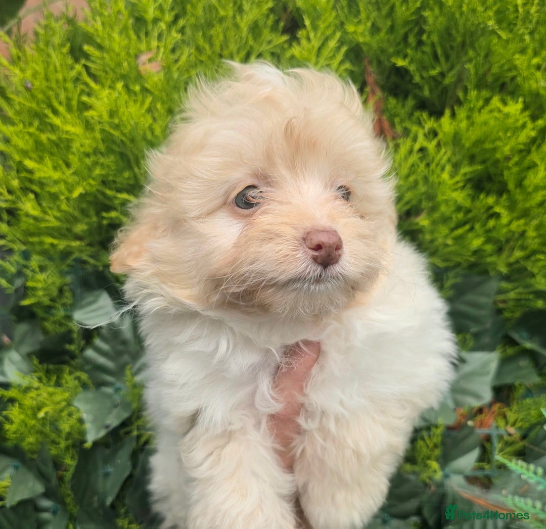 Pomapoo dogs for sale: 🩷ROSIE AND JIM💙 F1 POMAPOO BABIES - Image 7