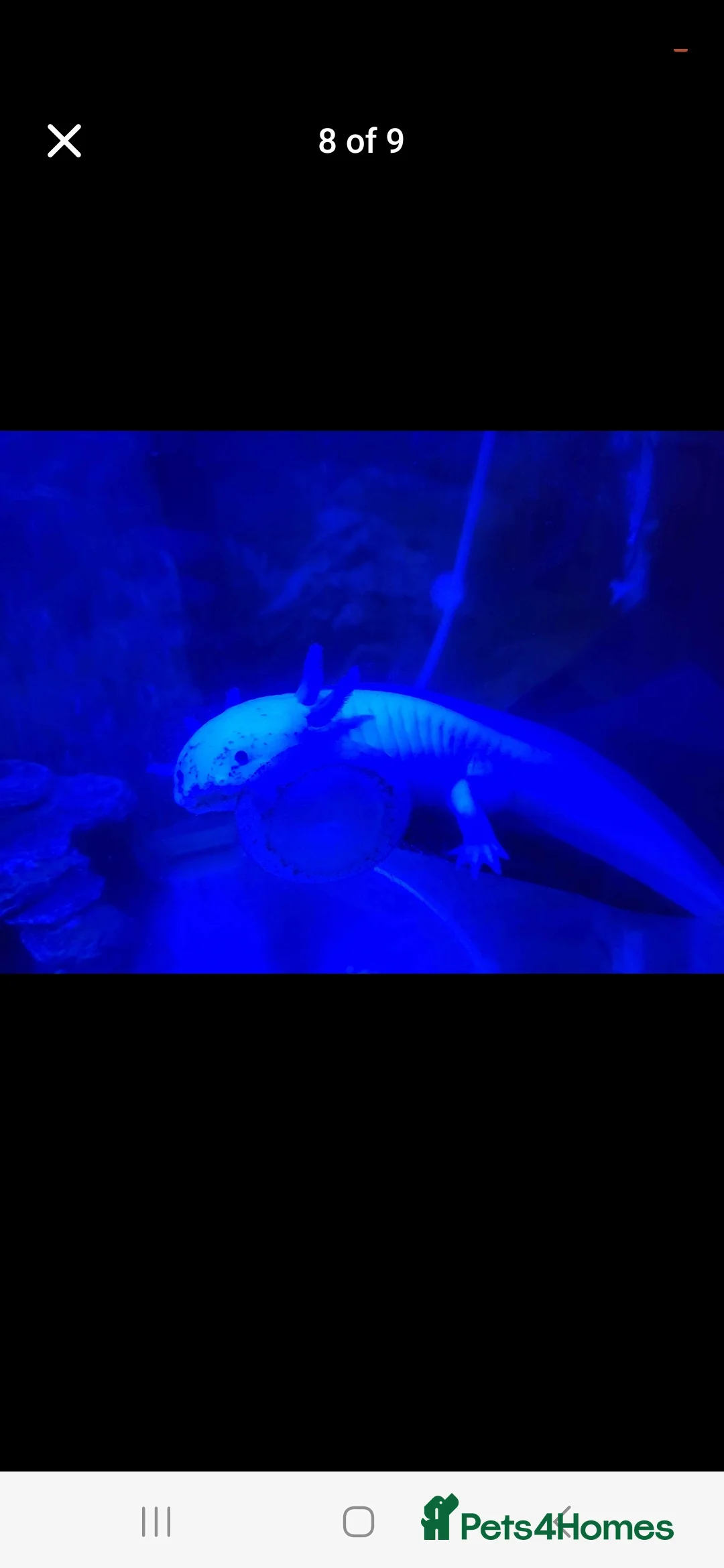 Axolotl reptiles for sale: Male Axolotls  in Manchester - Advert 2