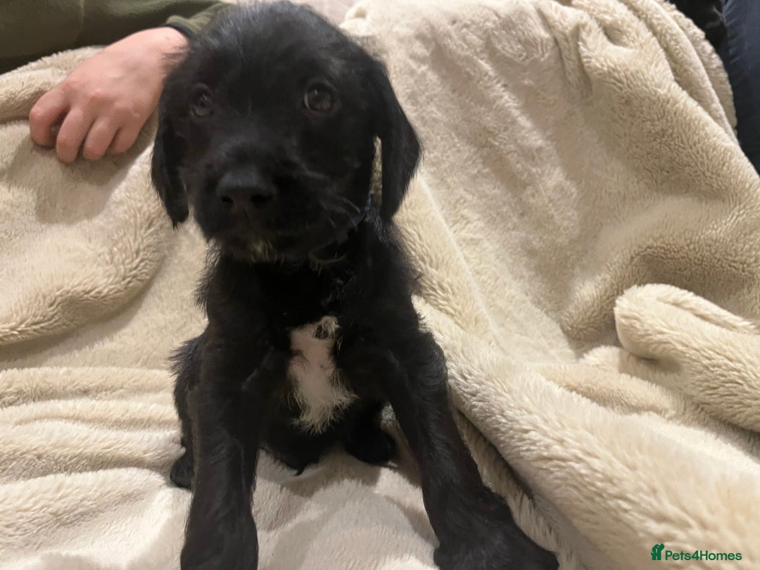 Mixed Breed dogs for sale: Springer Schnoodle puppies  - Advert 21