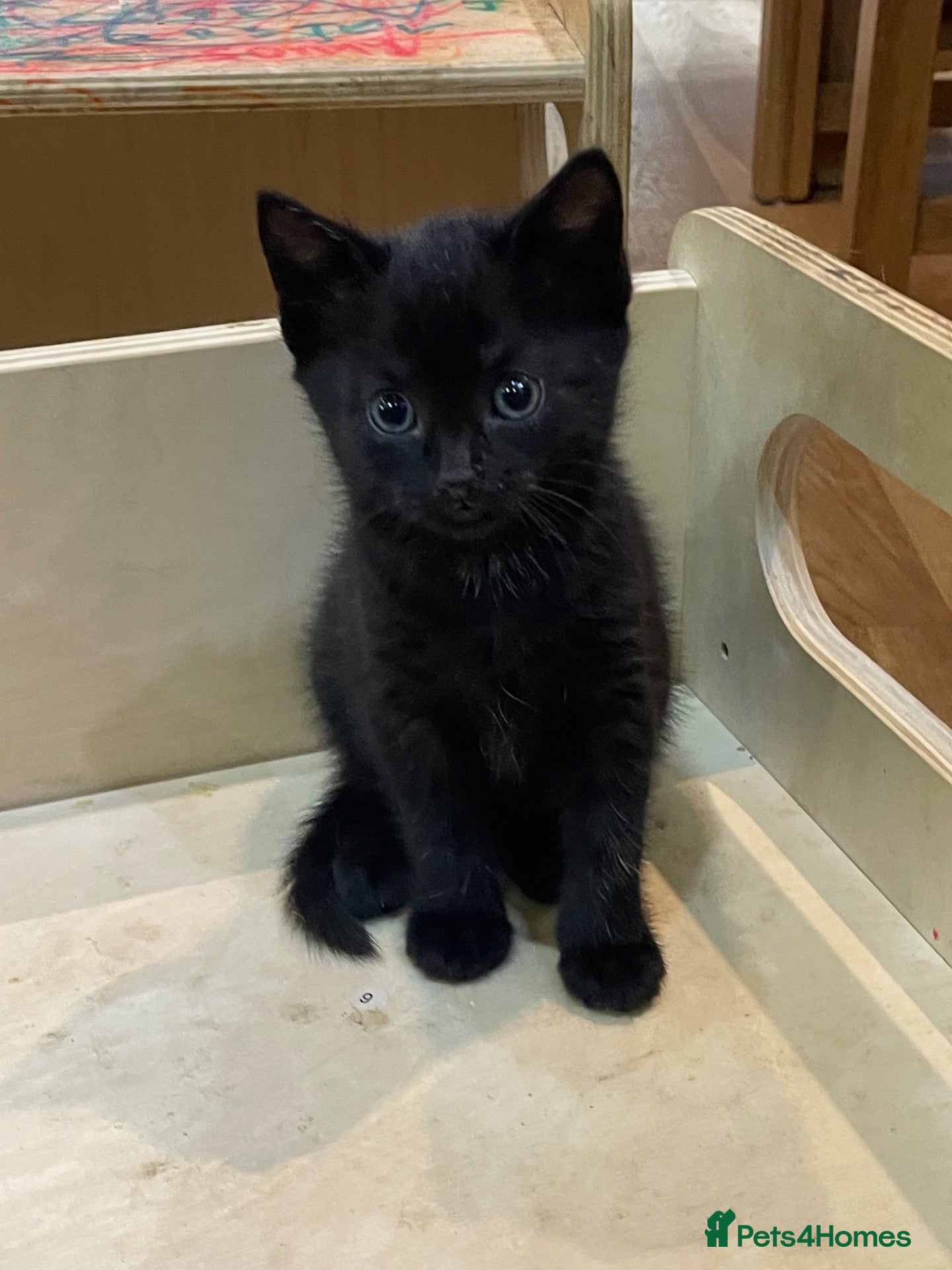 Mixed Breed cats 1 Gorgous Kitten - Advert 10