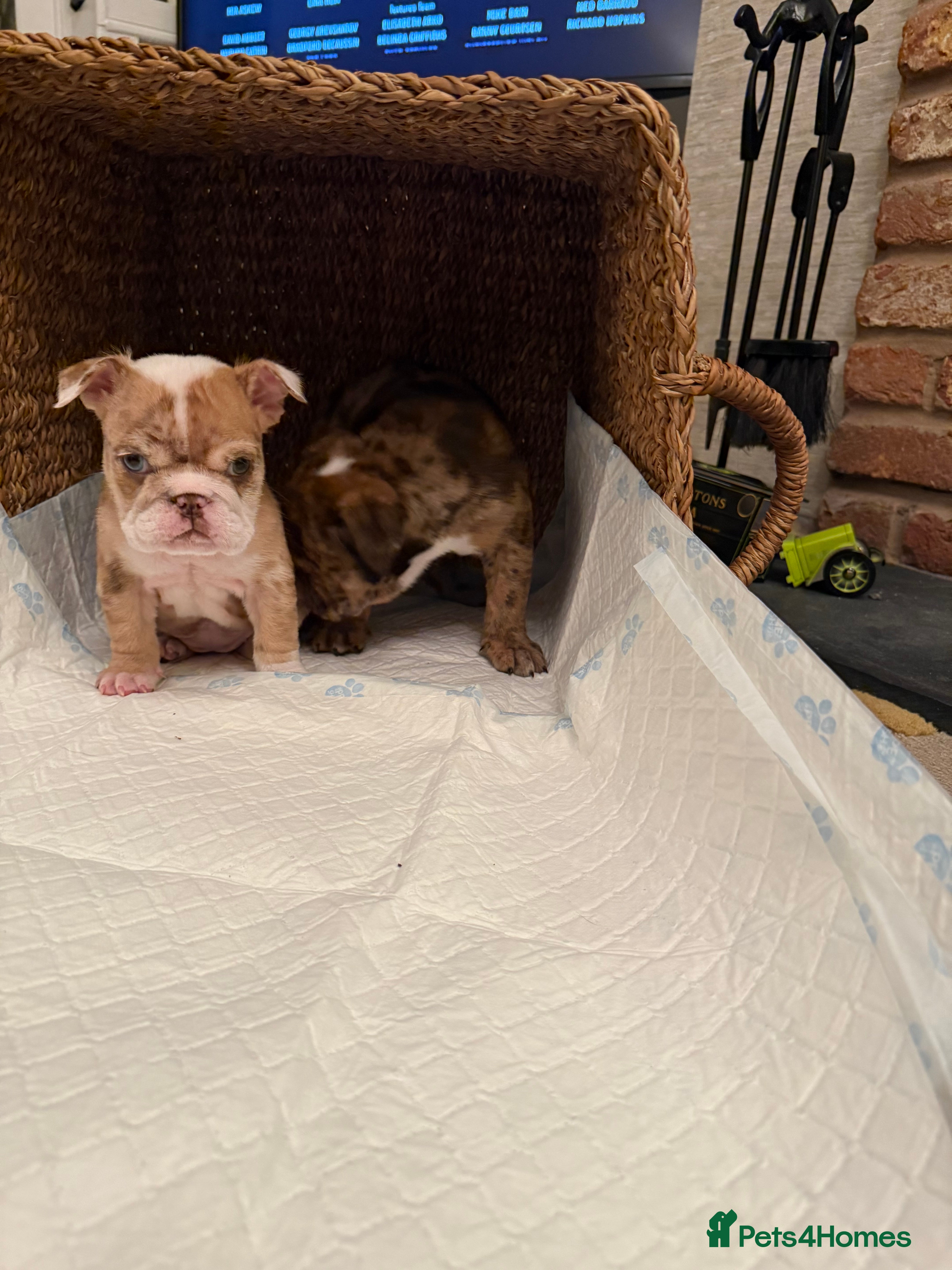 English Bulldog dogs English bulldog - Advert 17