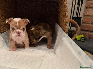 English Bulldog dogs English bulldog - Advert 17