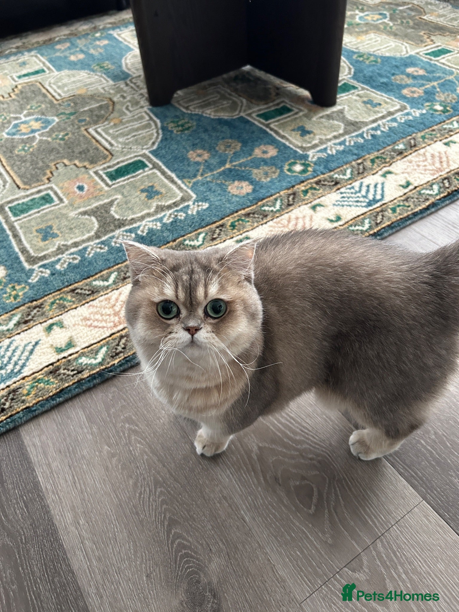 British Shorthair cats British Shorthair BlueGold looking for a new home - Advert 1