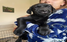 Labrador Retriever dogs for sale: Beautiful Lab girls for sale. Black and fox red.  - Image 4