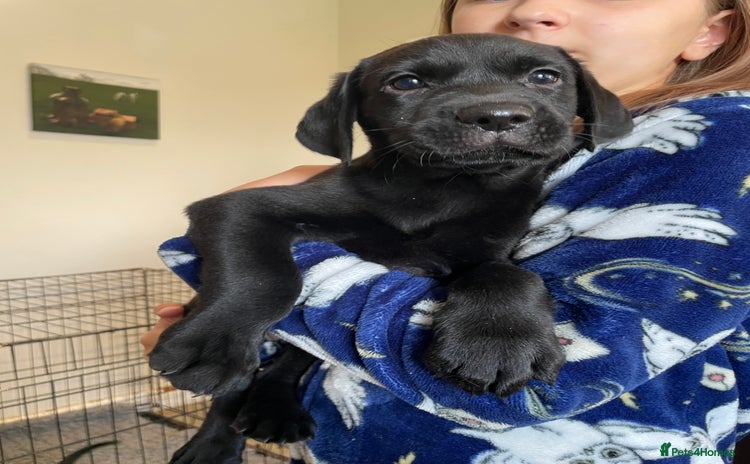 Labrador Retriever dogs - Advert 13