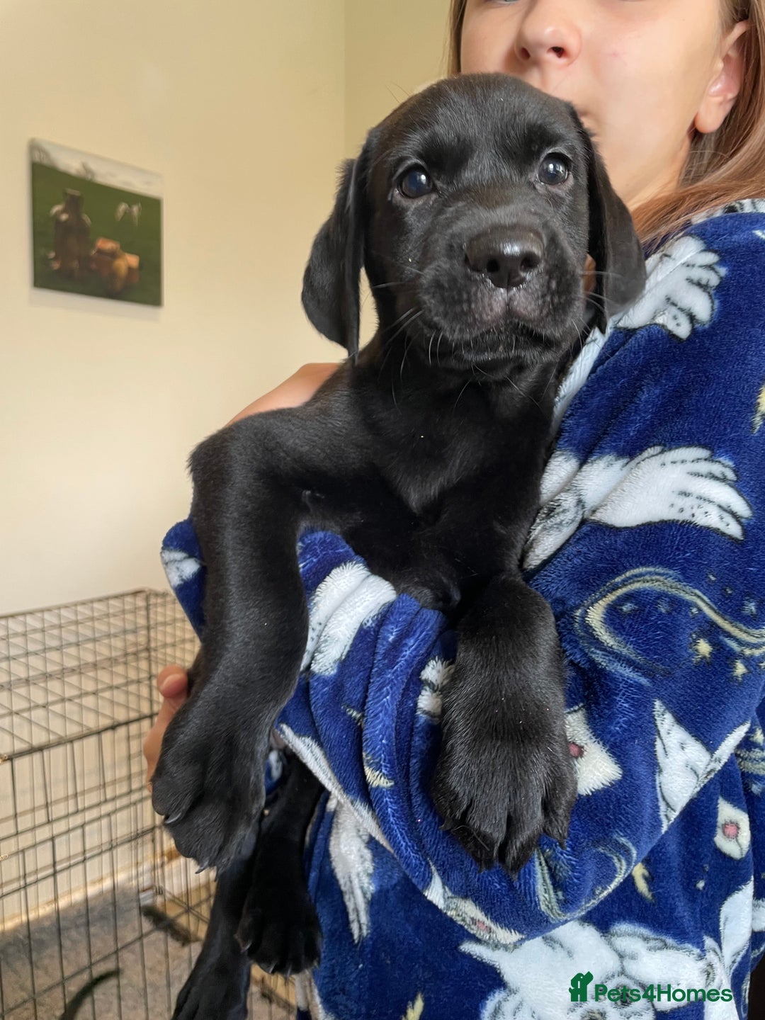 Labrador Retriever dogs for sale: Beautiful Lab girls for sale. Black and fox red.  - Image 4