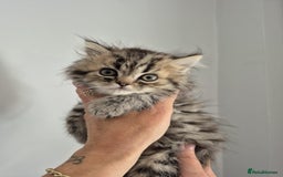 Persian cats for sale: Persian kittens  - Image 6