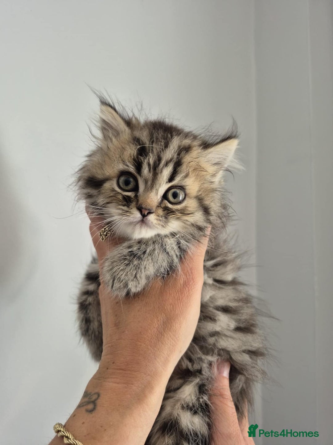 Persian cats for sale: Persian kittens  - Image 6