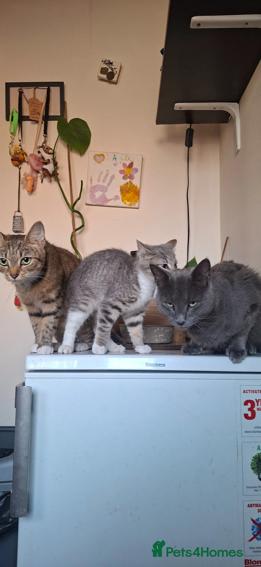 Mixed Breed cats for sale: Russian blue x bengal  - Advert 1