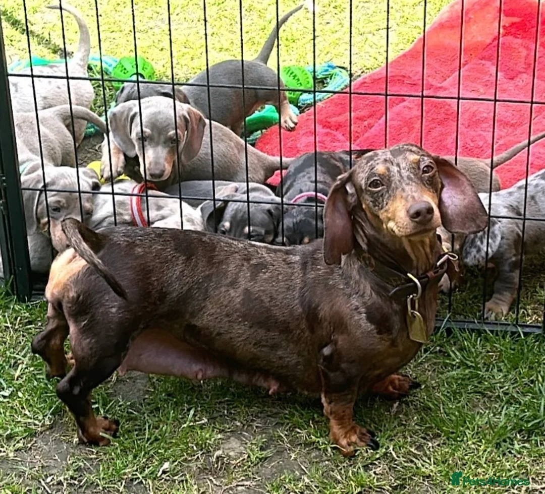 Miniature Dachshund dogs for sale: KC registered miniature Dachshund puppies  - Advert 23