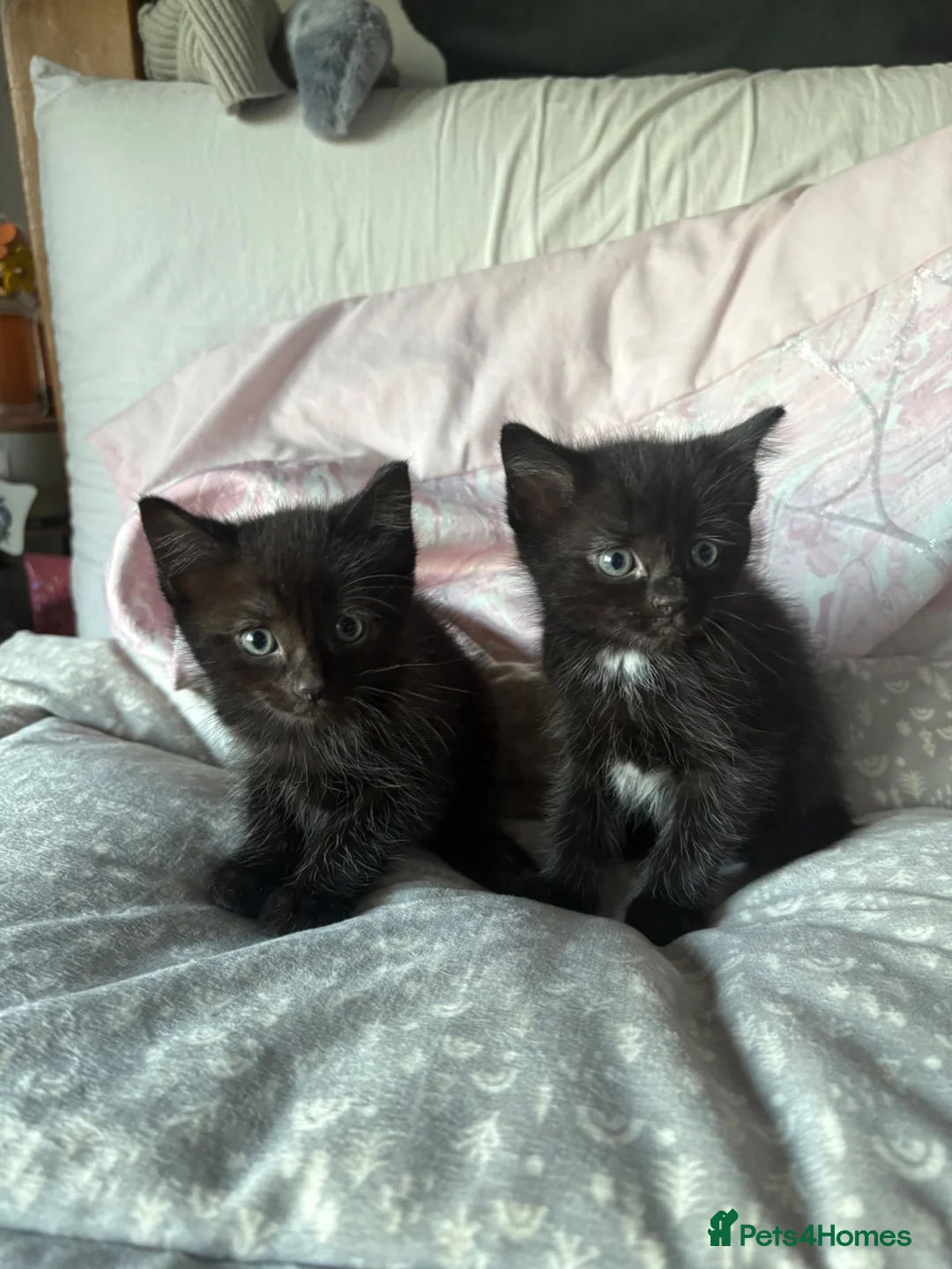 Ragdoll cats for sale: Ragdoll Cross Kittens  - Advert 6