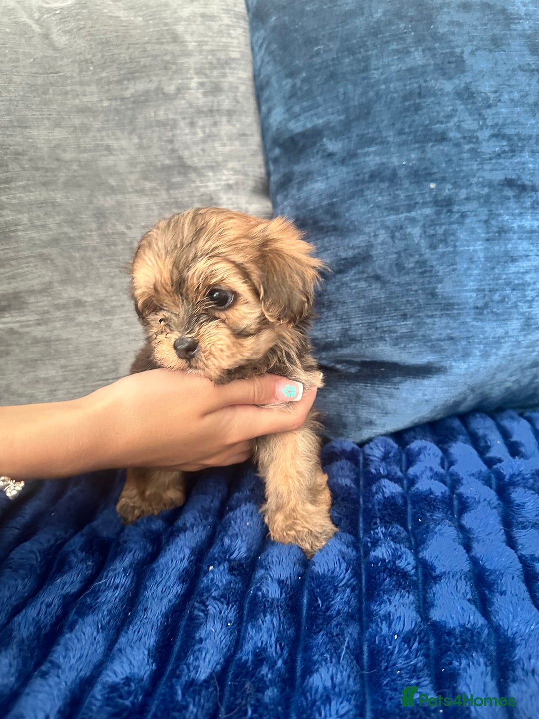 Shihpoo dogs for sale: Shih-Poo Puppies  - Image 19